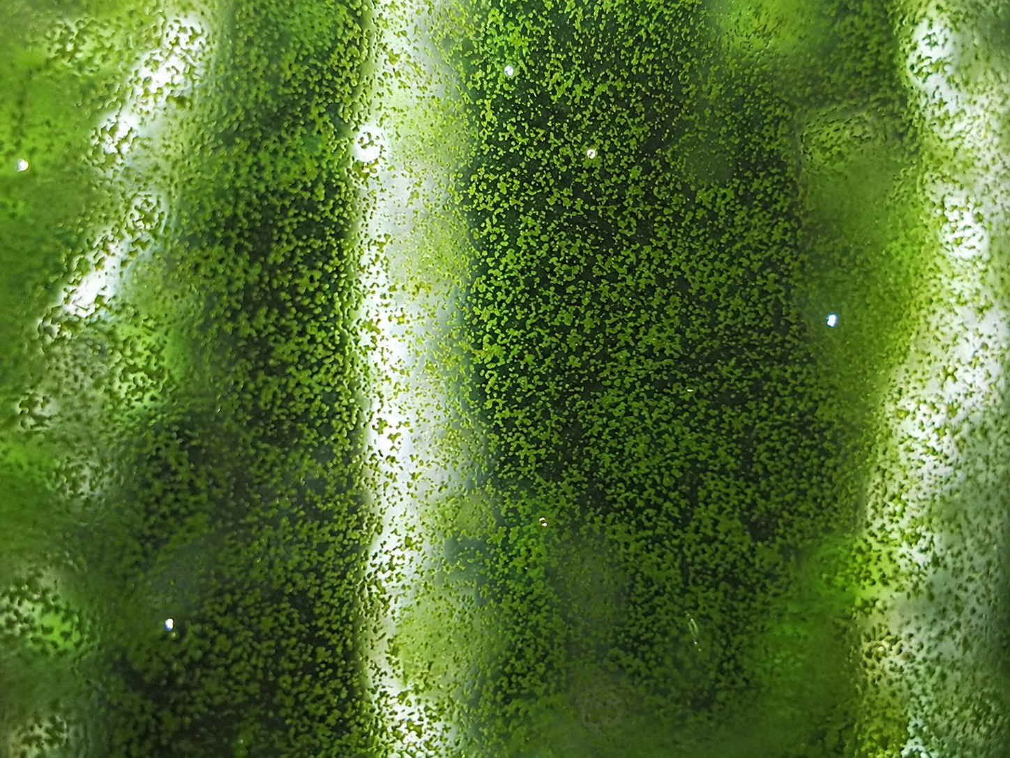 Green Spot Algae: Why It Shows Up and How to Clear It